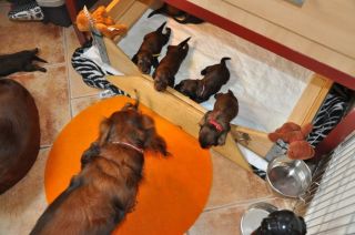 jamniki d�ugow�ose